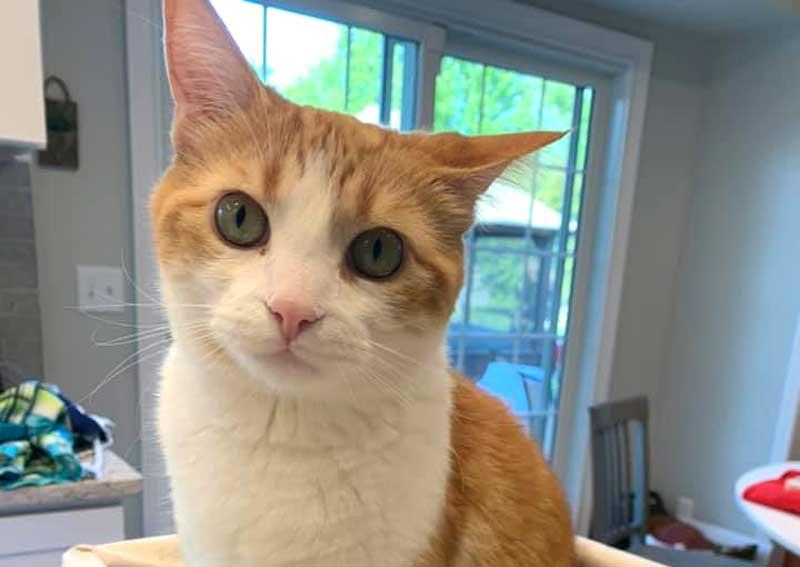 Carousel Slide 1: Cat veterinary care