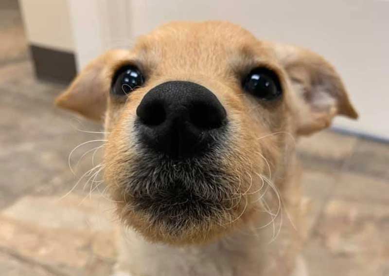 Carousel Slide 5: Dog veterinary care