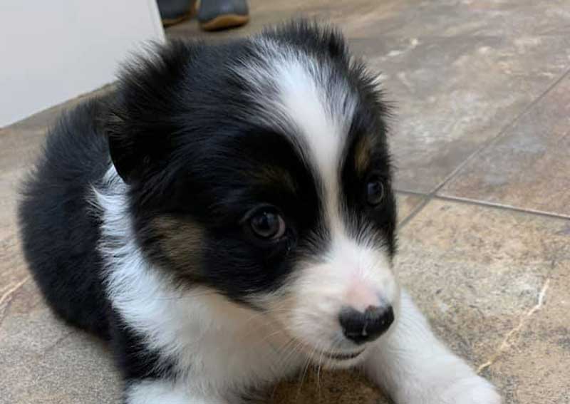 Carousel Slide 4: Puppy visits